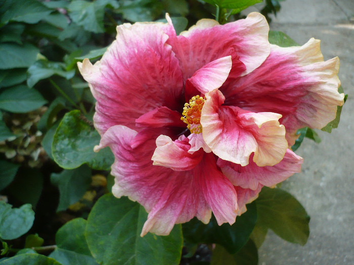 P1170787 - HIBISCUSI 2012-5