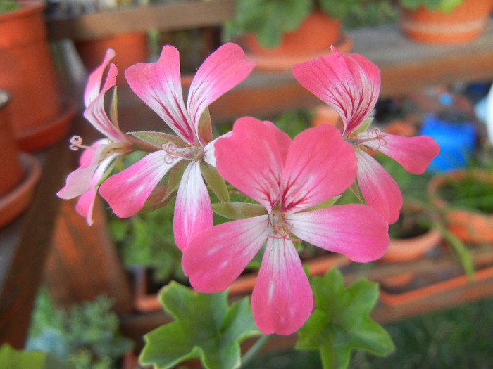 Ivy geranium Bicolor (2012, Aug.23) - Ivy-geranium Bicolor