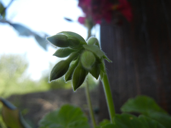 Cyclamen Lia Geranium (2012, Aug.24)