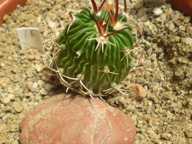 Echinofossulocactus sp. - Echinofossulocactus