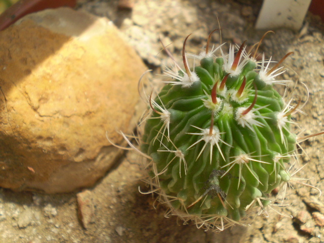 Echinofossulocactus sp. - Echinofossulocactus