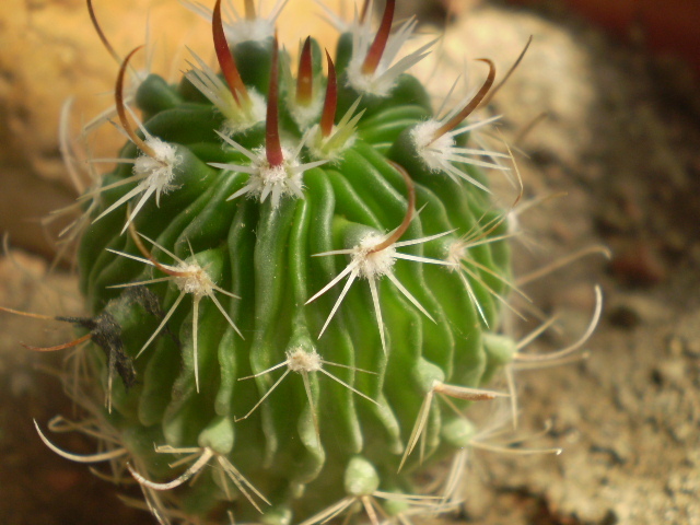 Echinofossulocactus sp. - Echinofossulocactus