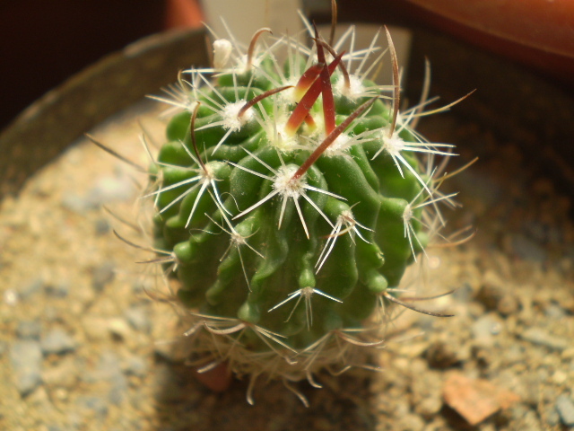 Echinofossulocactus sp. - Echinofossulocactus