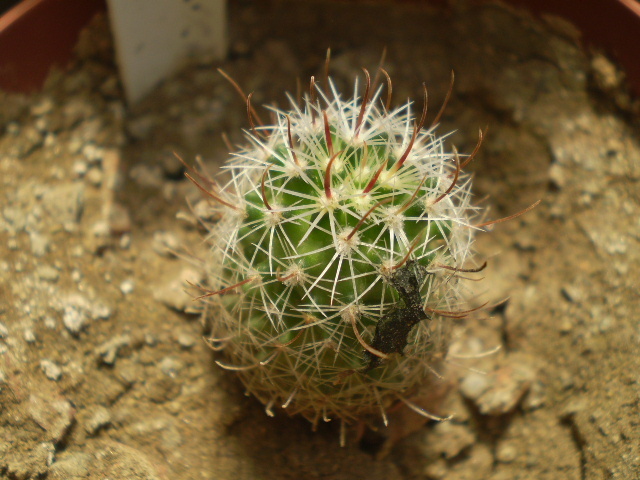 Echinofossulocactus sp. - Echinofossulocactus