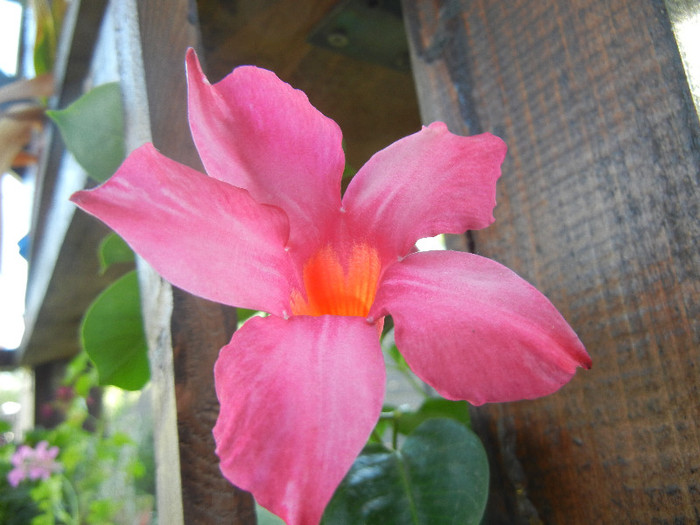 Mandevilla Summer Bell Red (`12, Aug.21)