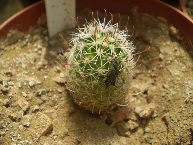 Echinofossulocactus sp.