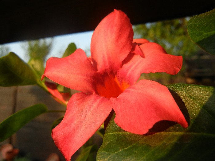 Mandevilla Summer Bell Red (`12, Aug.23)