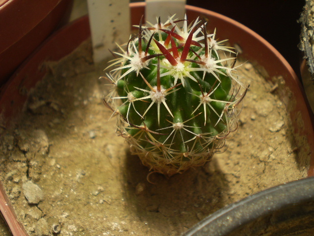 Echinofossulocactus sp. - Echinofossulocactus