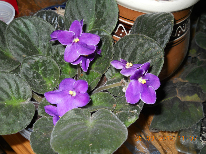 25.08.2012 001 - FLORILE MELE 2012