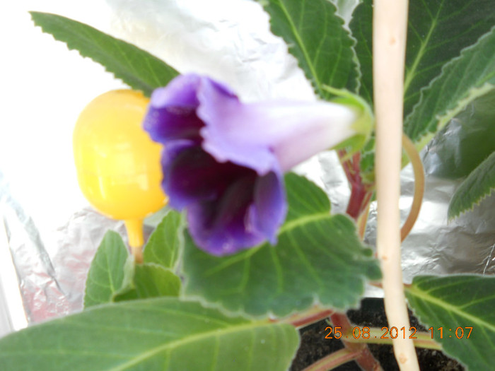 25.08.2012 002 - FLORILE MELE 2012