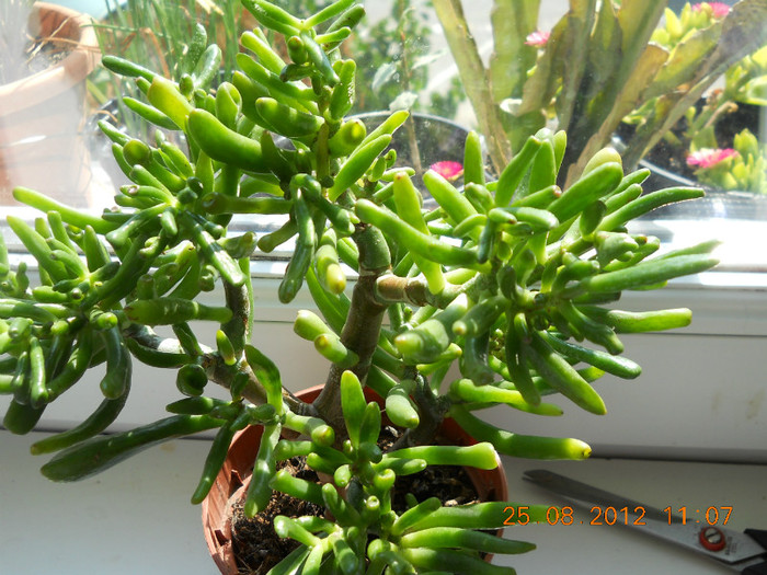 25.08.2012 003 - FLORILE MELE 2012
