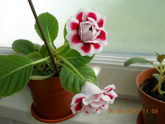 25.08.2012 008 - FLORILE MELE 2012