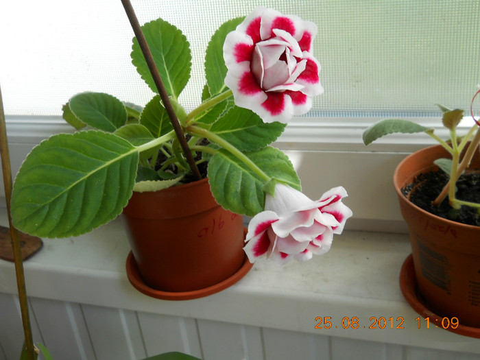 25.08.2012 009 - FLORILE MELE 2012