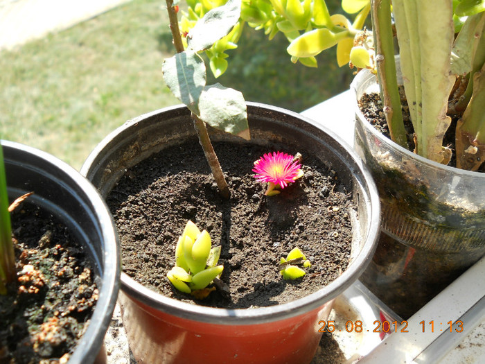 25.08.2012 010 - FLORILE MELE 2012