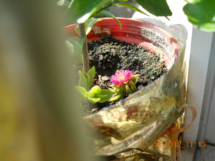 25.08.2012 011 - FLORILE MELE 2012