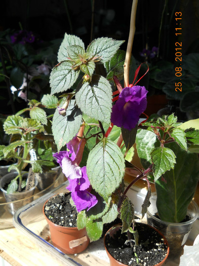 25.08.2012 014 - FLORILE MELE 2012