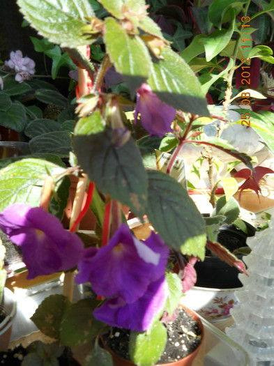 25.08.2012 015 - FLORILE MELE 2012