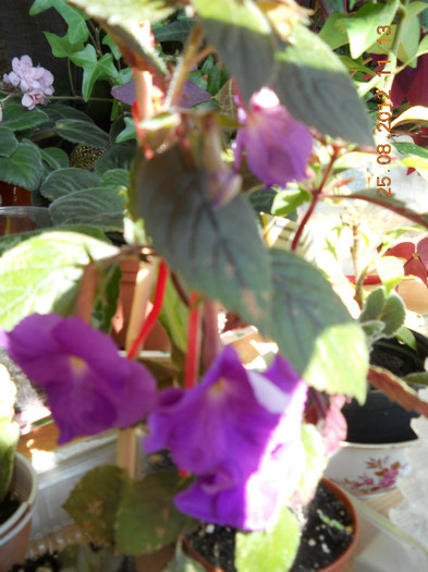 25.08.2012 016 - FLORILE MELE 2012