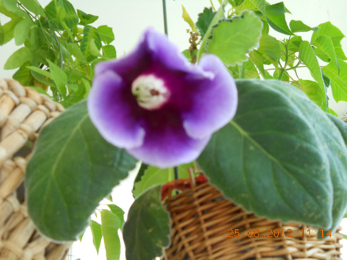 25.08.2012 017 - FLORILE MELE 2012