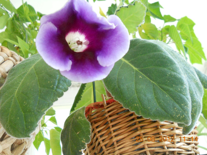 25.08.2012 018 - FLORILE MELE 2012