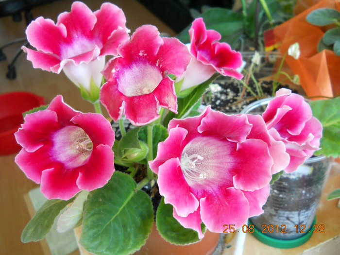 25.08.2012 021 - FLORILE MELE 2012