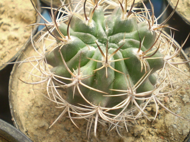 Eriosyce curvispina - Eriosyce
