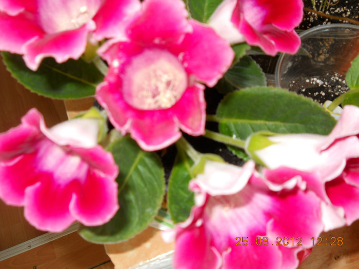 25.08.2012 022 - FLORILE MELE 2012