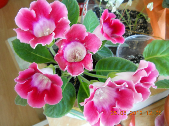 25.08.2012 023 - FLORILE MELE 2012