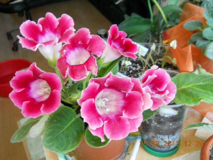 25.08.2012 024 - FLORILE MELE 2012