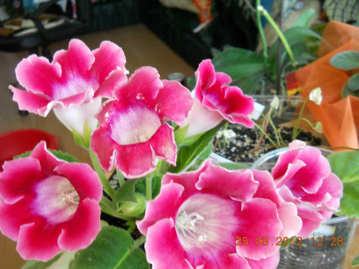 25.08.2012 025 - FLORILE MELE 2012