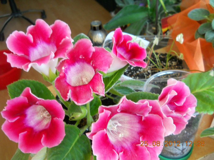 25.08.2012 026 - FLORILE MELE 2012