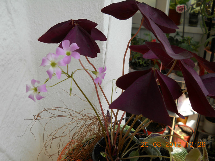 25.08.2012 027 - FLORILE MELE 2012