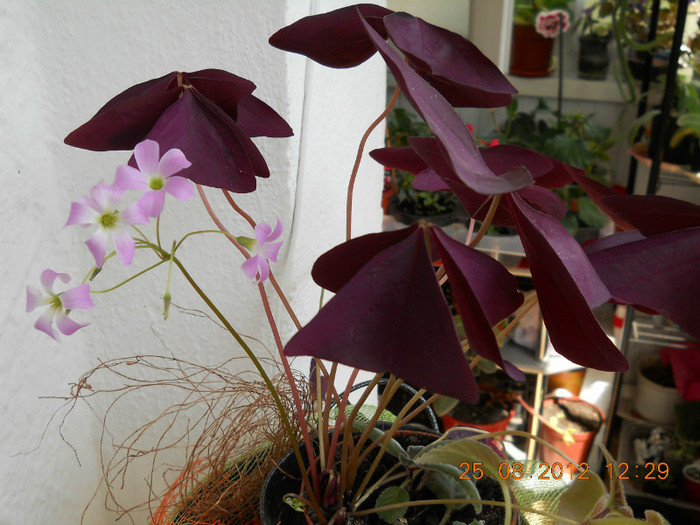 25.08.2012 028 - FLORILE MELE 2012