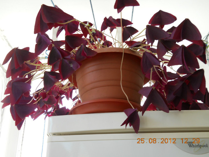 25.08.2012 029 - FLORILE MELE 2012