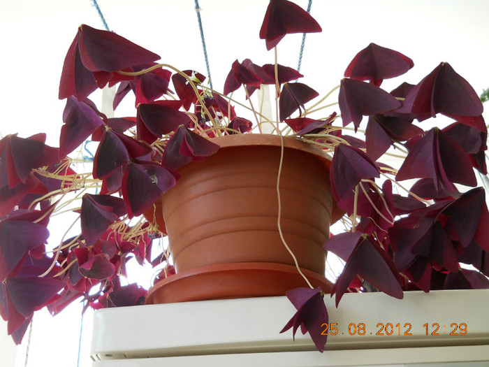 25.08.2012 030 - FLORILE MELE 2012