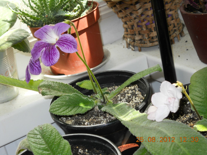 25.08.2012 033 - FLORILE MELE 2012