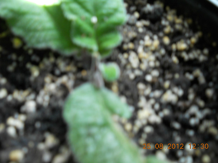 25.08.2012 036 - FLORILE MELE 2012