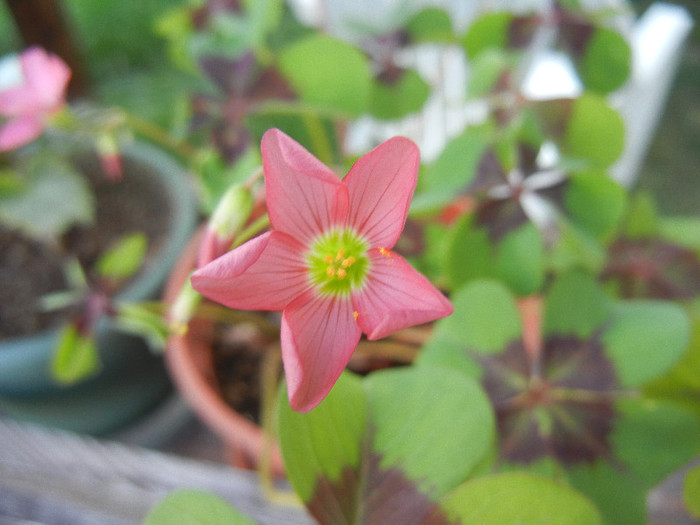 Oxalis Iron Cross (2012, August 24)