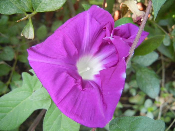 Picotee Morning Glory (2012, Aug.24)