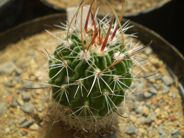 Echinofossulocactus sp. - Echinofossulocactus