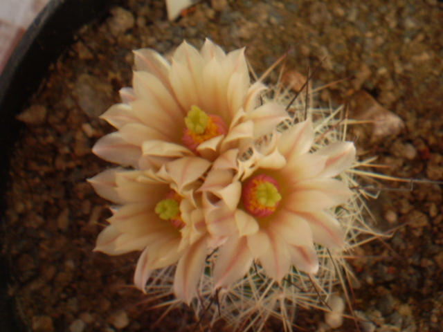 Escobaria zilziana - Escobaria