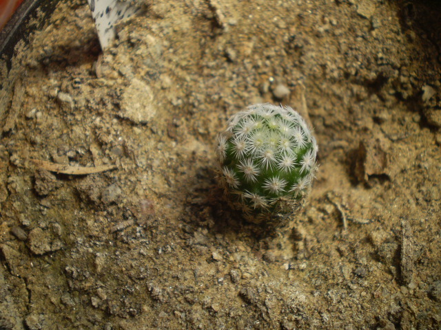 Escobaria sneedi ssp leei - Escobaria