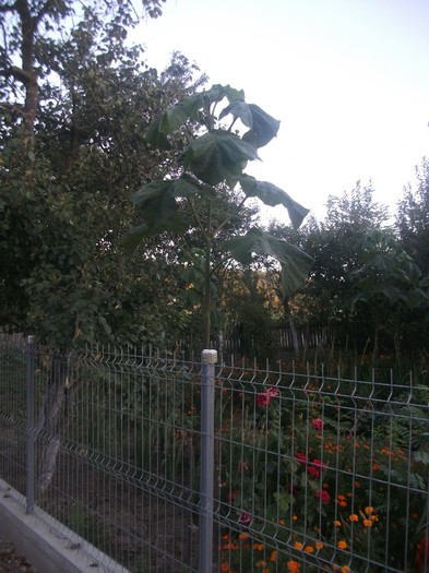 DSCF4932 - Paulownia dupa inlaturarea copililor