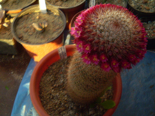 14 - CACTUSI 2012