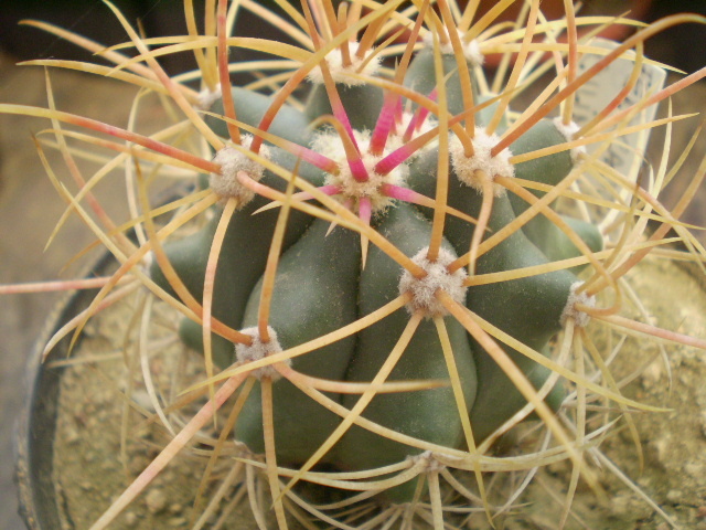 Ferocactus cylindraceus