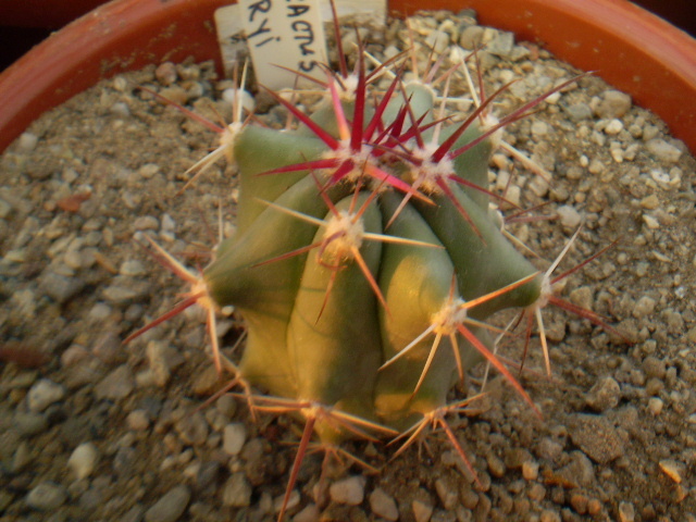 Ferocactus emoryi - Ferocactus