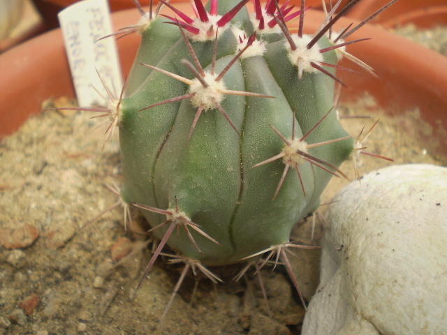 Ferocactus emoryi - Ferocactus