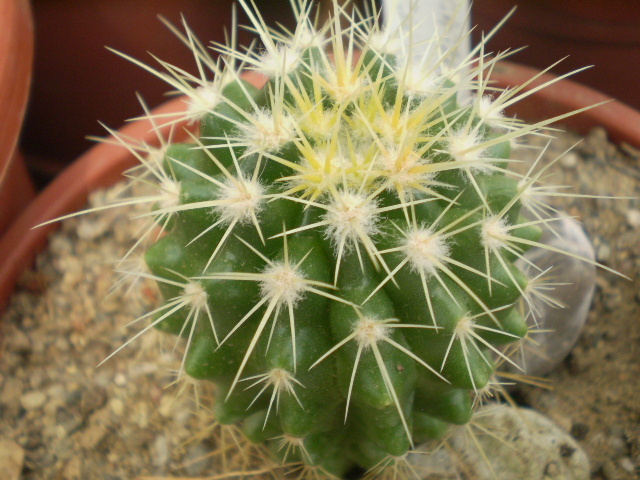 Ferocactus glaucescens - Ferocactus