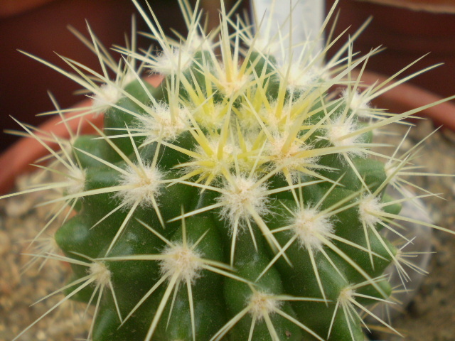 Ferocactus glaucescens