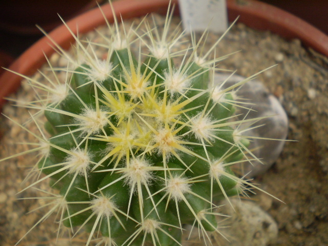 Ferocactus glaucescens - Ferocactus